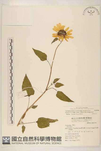 瓜葉向日葵藏品圖，第1張