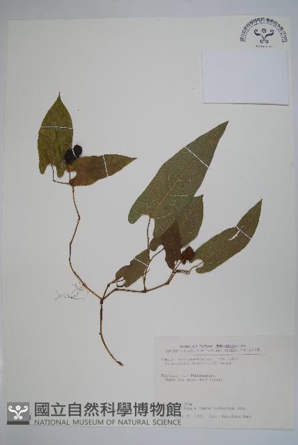 異葉馬兜鈴藏品圖，第1張