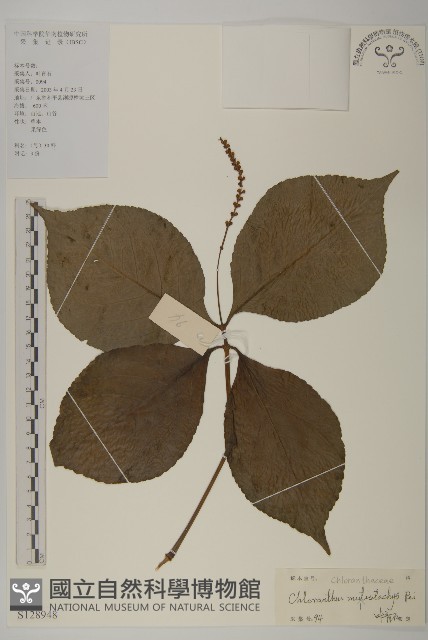 多穗金粟蘭藏品圖，第1張