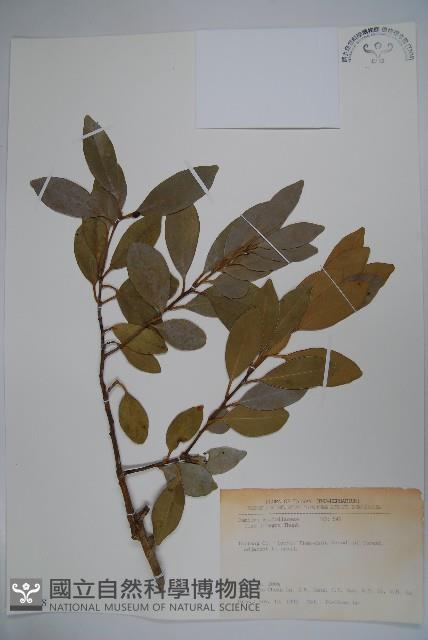 全緣葉冬青藏品圖，第1張