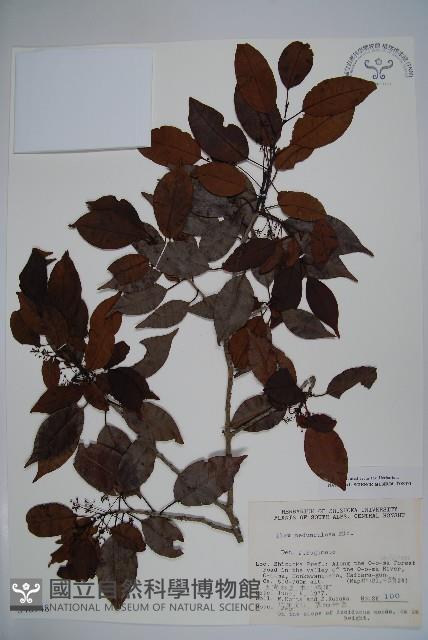 刻脈冬青藏品圖，第1張