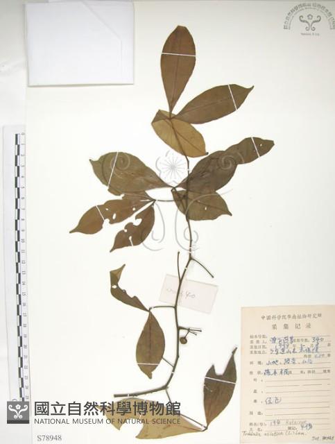 飛龍掌血藏品圖，第1張