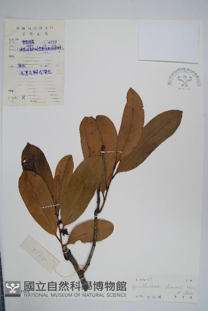 哥納香藏品圖，第1張