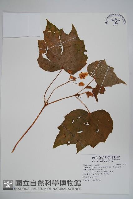 裂葉秋海棠、巒大秋海棠藏品圖，第1張