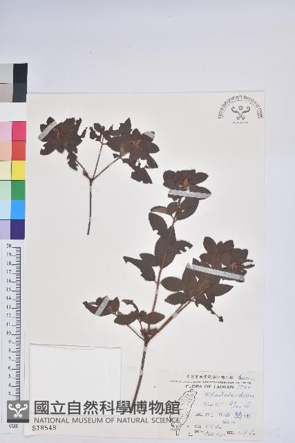 唐杜鵑、大屯杜鵑、中原氏杜鵑藏品圖，第1張