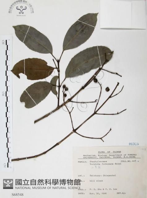 山香圓藏品圖，第1張