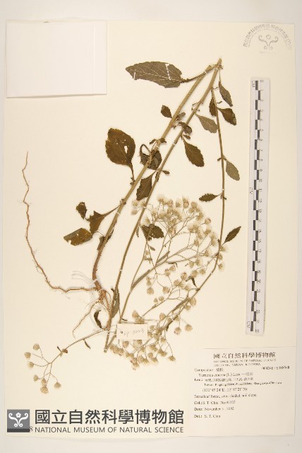 一枝香藏品圖，第1張