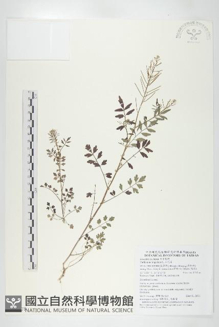 水花菜藏品圖，第1張