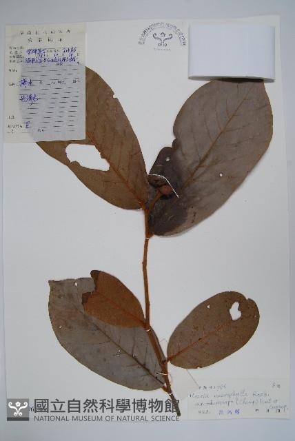 紫玉盤藏品圖，第1張