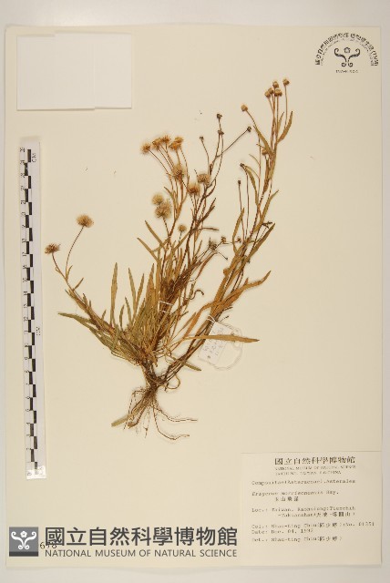 玉山飛蓬藏品圖，第1張