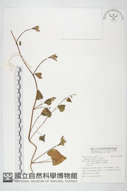 紅花野牽牛藏品圖，第1張