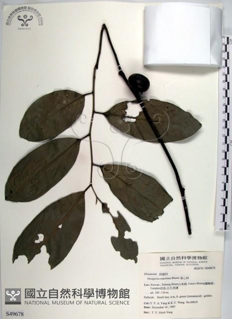 黃心柿藏品圖，第1張