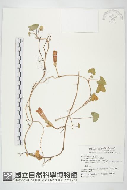 海牽牛藏品圖，第1張