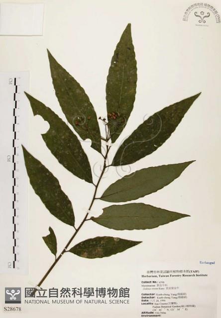 黑星紫金牛藏品圖，第1張