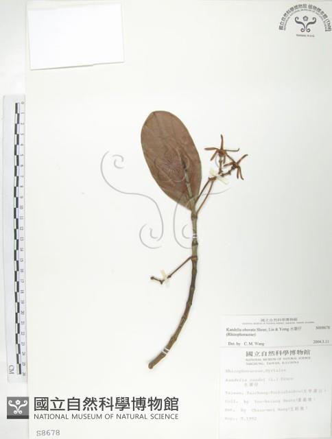 水筆仔藏品圖，第1張