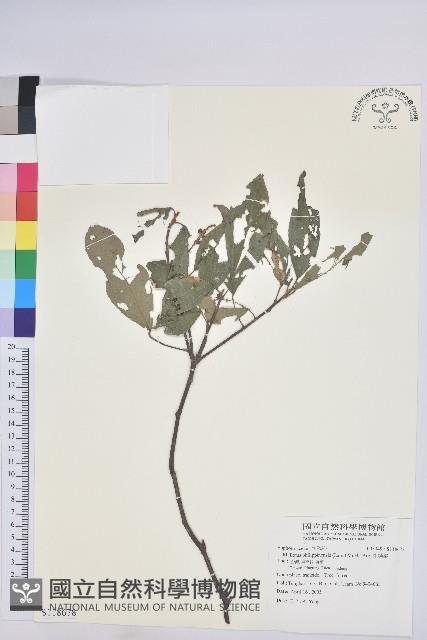 粗糠柴藏品圖，第1張