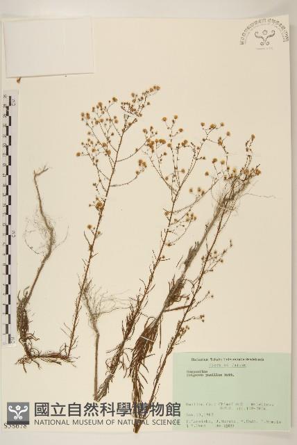 光莖飛蓬藏品圖，第1張