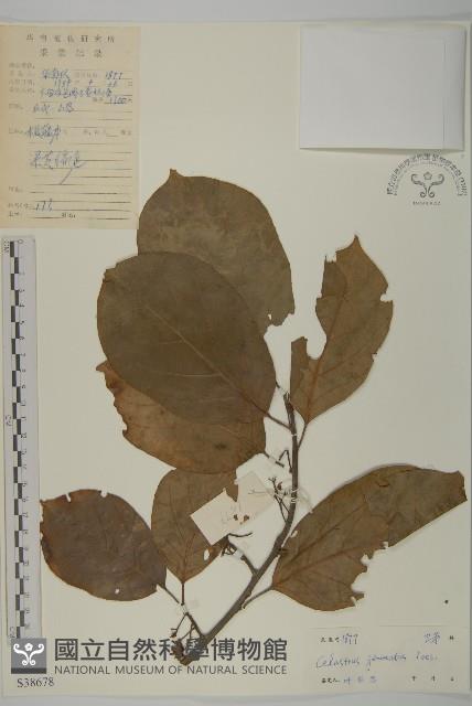 哥蘭葉藏品圖，第1張