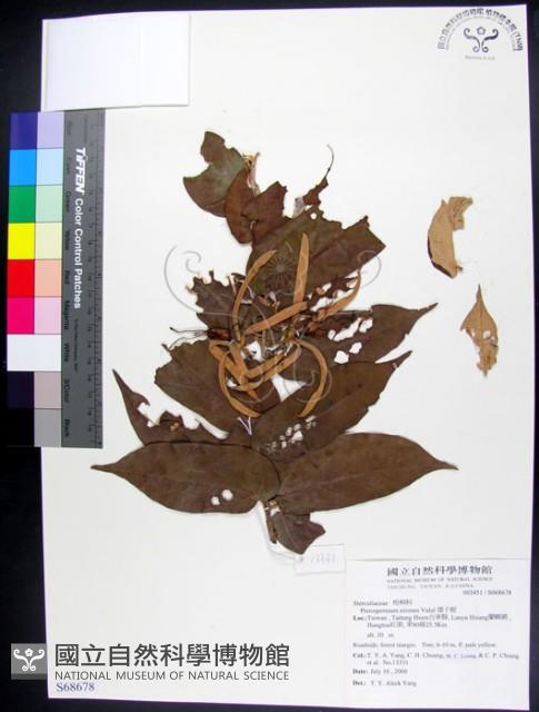 翅子樹、裡白翅子樹、臺灣翅子樹藏品圖，第1張