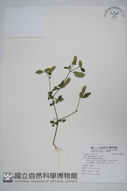 爵床藏品圖，第1張