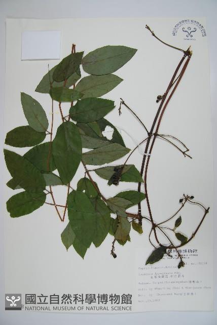 Red-spotted Honeysuckle Collection Image, Figure 1, Total 2 Figures