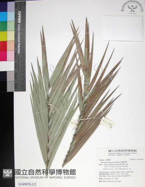 台灣海棗藏品圖，第1張