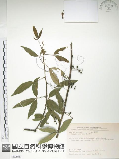 飛龍掌血藏品圖，第1張