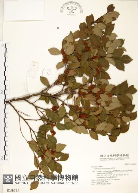 內苳子藏品圖，第1張