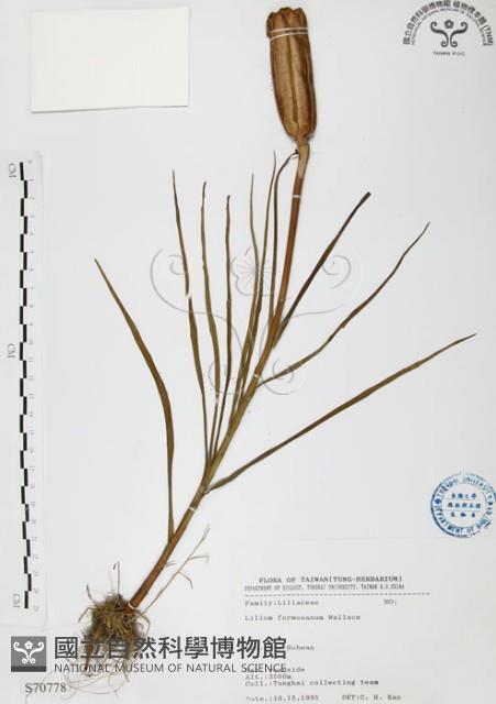 臺灣百合藏品圖，第1張