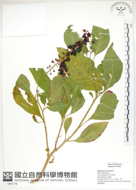 美洲商陸藏品圖，第1張