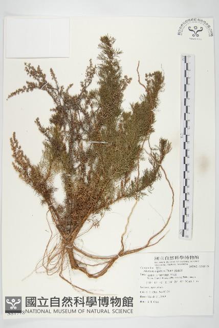 茵蔯蒿藏品圖，第1張