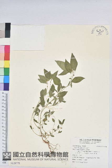 鐵莧菜藏品圖，第1張