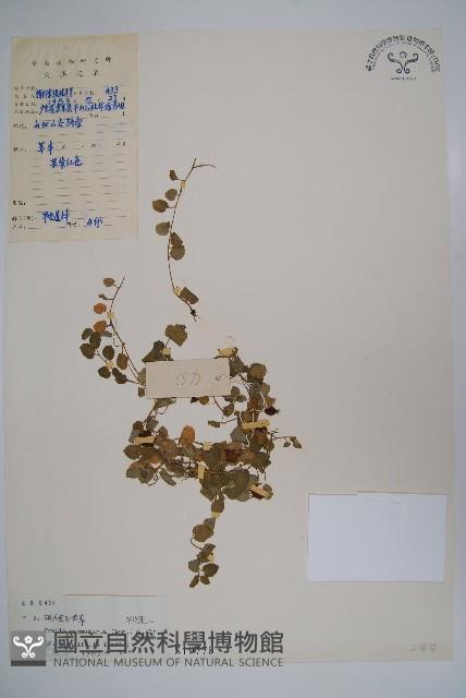 普剌特草藏品圖，第1張