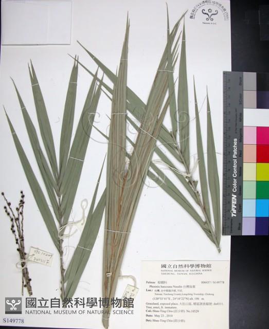 台灣海棗藏品圖，第1張