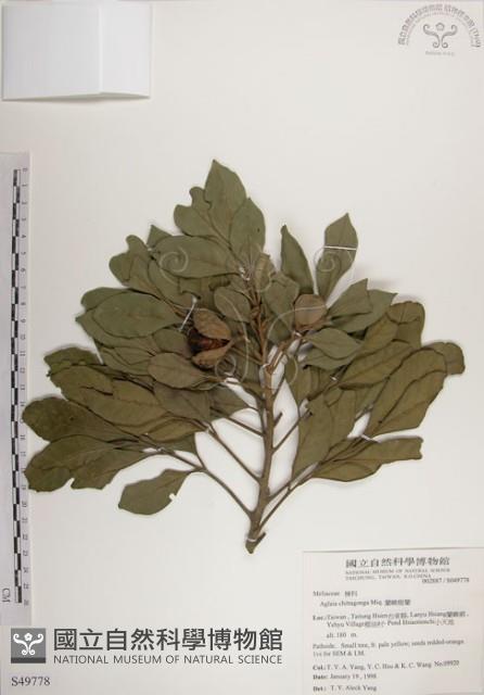 蘭嶼樹蘭藏品圖，第1張