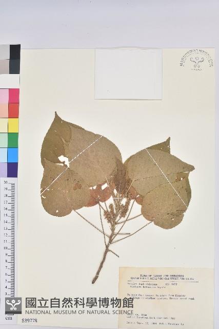 紅頭鐵莧、蘭嶼鐵莧藏品圖，第1張