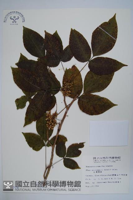 Accession Number:S008778 Collection Image, Figure 1, Total 2 Figures