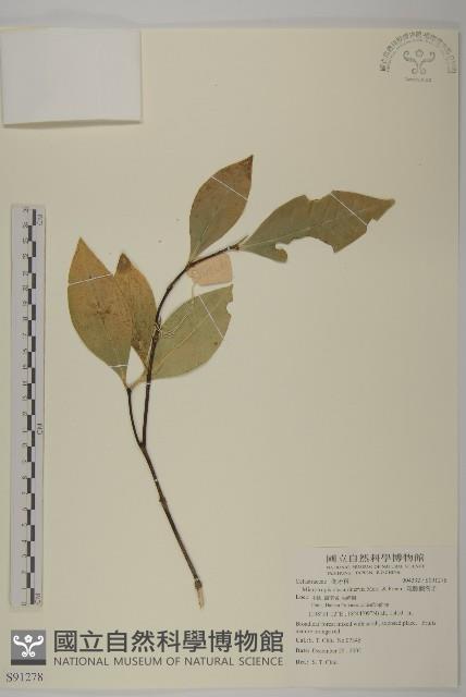 隱脈假衛矛藏品圖，第1張