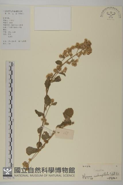 登錄號:S129278藏品圖，第1張