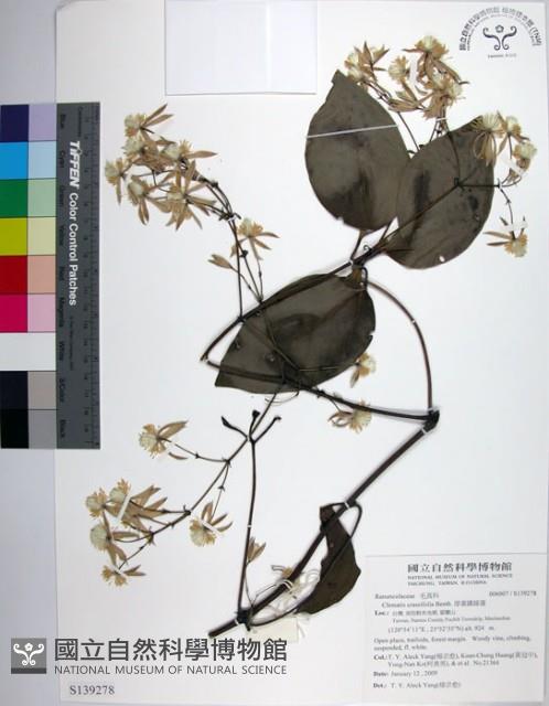 厚葉鐵線蓮藏品圖，第1張