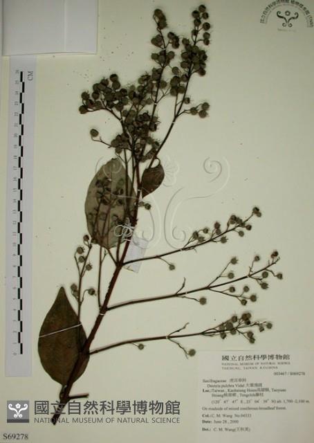 大葉溲疏藏品圖，第1張