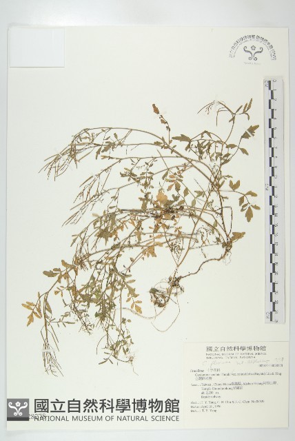 台灣碎米薺藏品圖，第1張