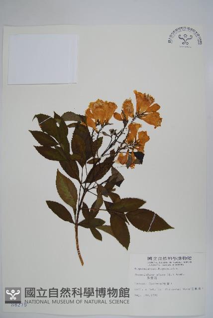 黃鐘花藏品圖，第1張