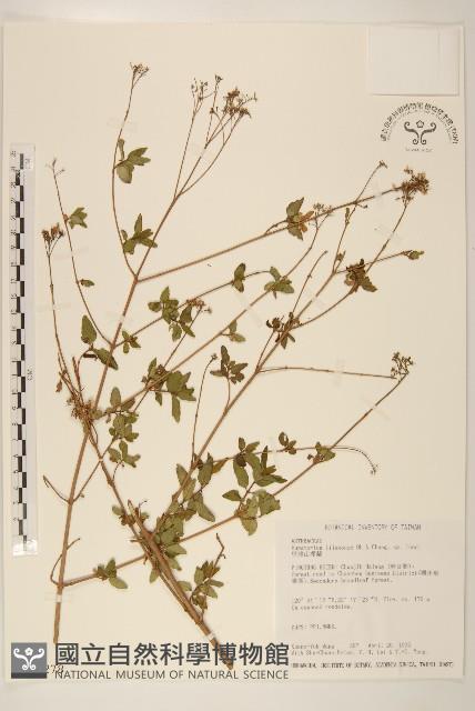 里龍山澤蘭藏品圖，第1張