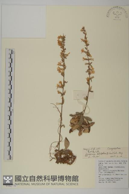 台灣鬼督郵藏品圖，第1張