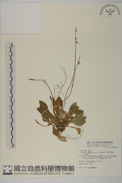 臺灣鬼督郵藏品圖，第1張