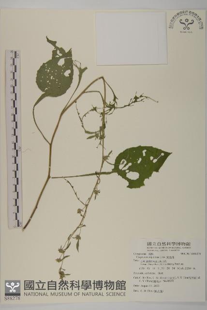 黃金珠藏品圖，第1張