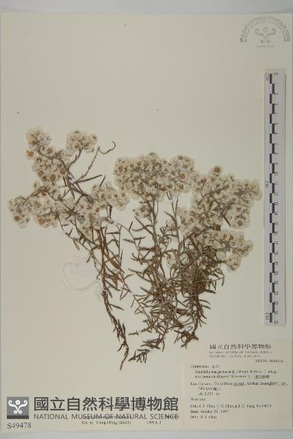 玉山抱莖籟簫藏品圖，第1張