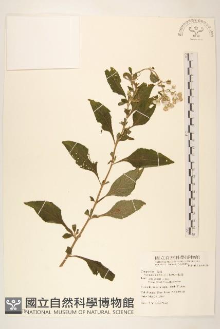 一枝香藏品圖，第1張