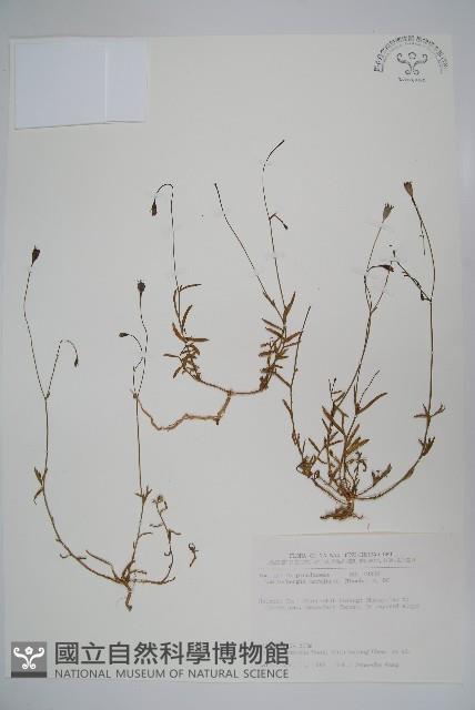 細葉蘭花參藏品圖，第1張